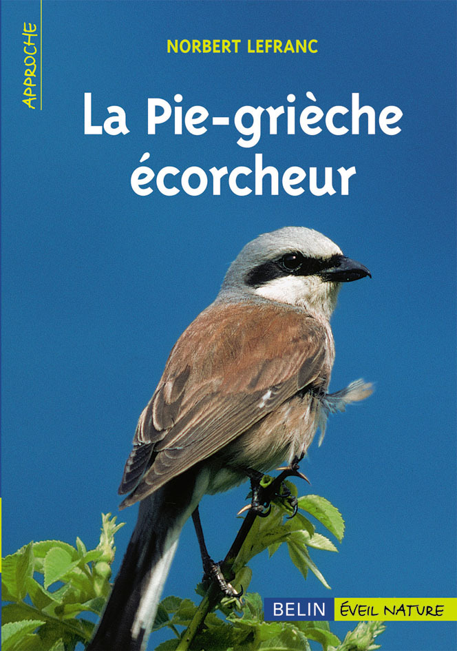 La Pie-grièche écorcheur