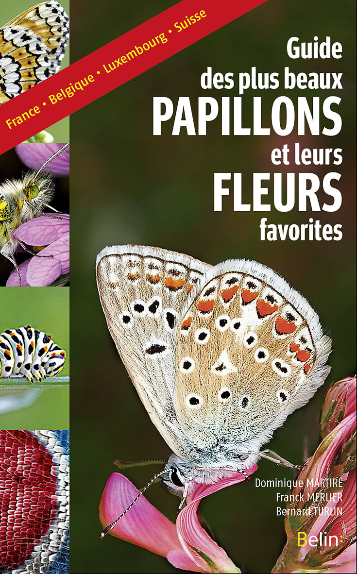 Guide des plus beaux papillons et leurs fleurs favorites