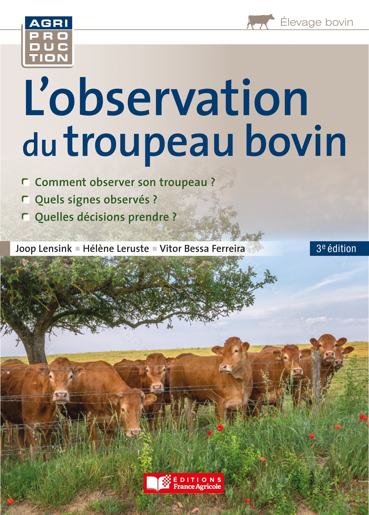 L'observation du troupeau bovin
