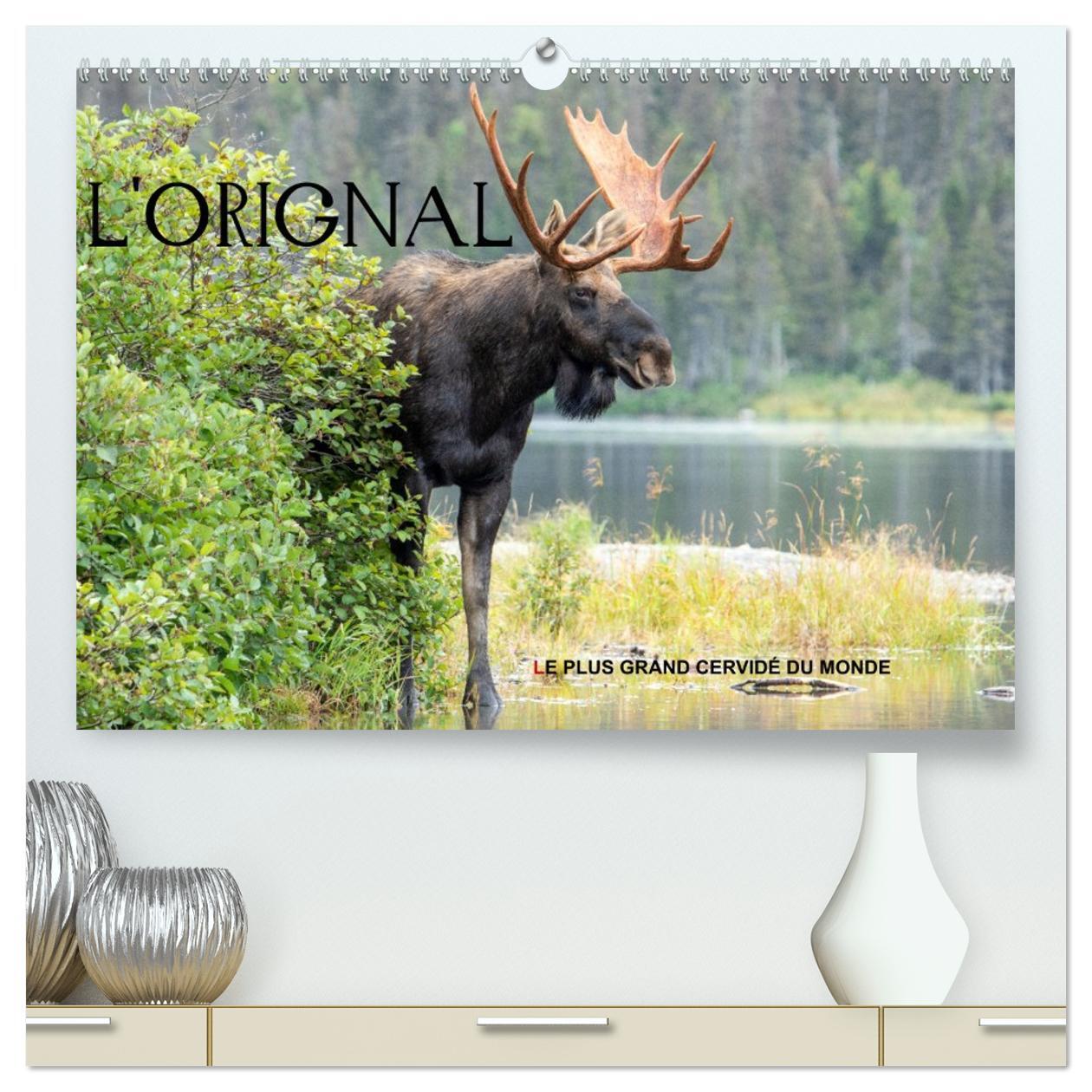 L'ORIGNAL, LE PLUS GRAND CERVIDÉ DU MONDE  (Calendrier mural 2026 DIN A2 vertical) calendrier de bureau