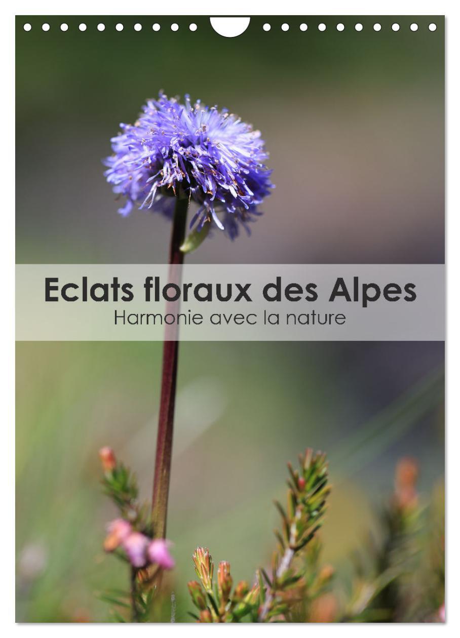 Éclats floraux des Alpes - Harmonie avec la nature (Calendrier mural 2026 DIN A4 horizontal), CALVENDO calendrier mensuel