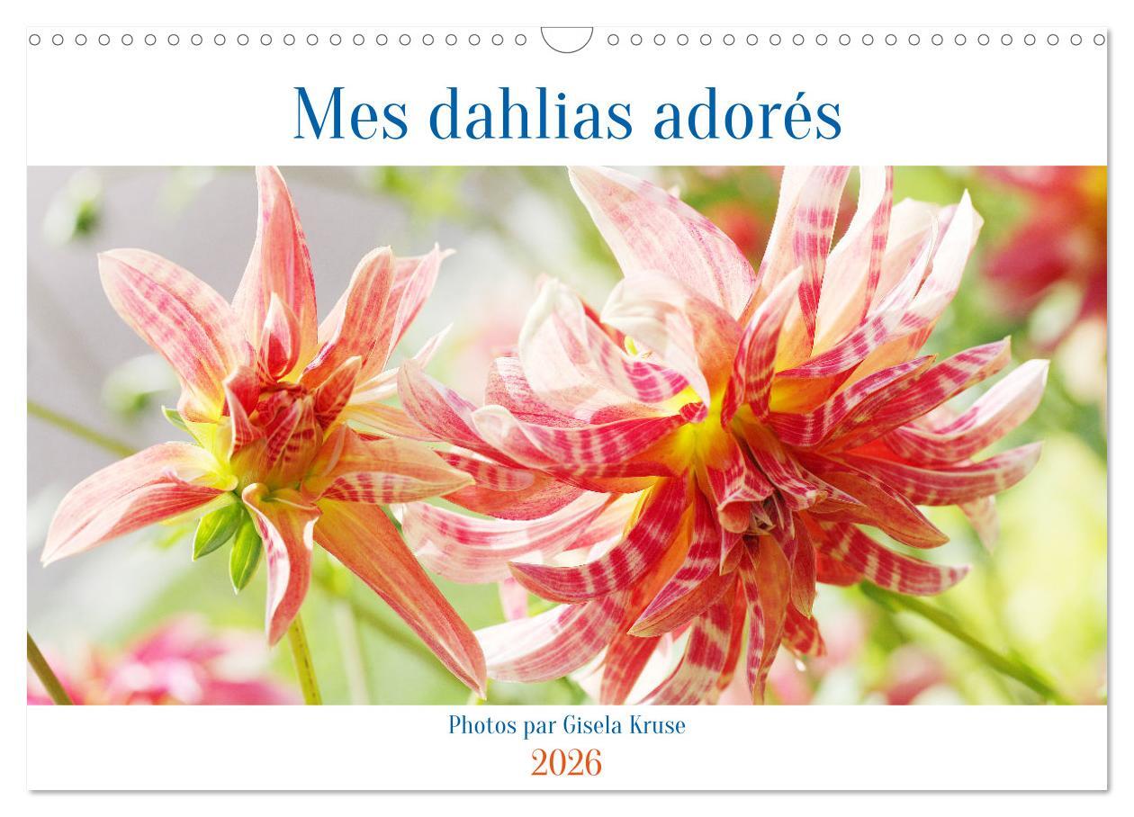 Mes dahlias adorés (Calendrier mural 2026 DIN A3 vertical), CALVENDO calendrier mensuel