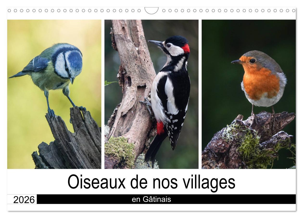 Oiseaux de nos villages en Gâtinais (Calendrier mural 2026 DIN A3 vertical), CALVENDO calendrier mensuel