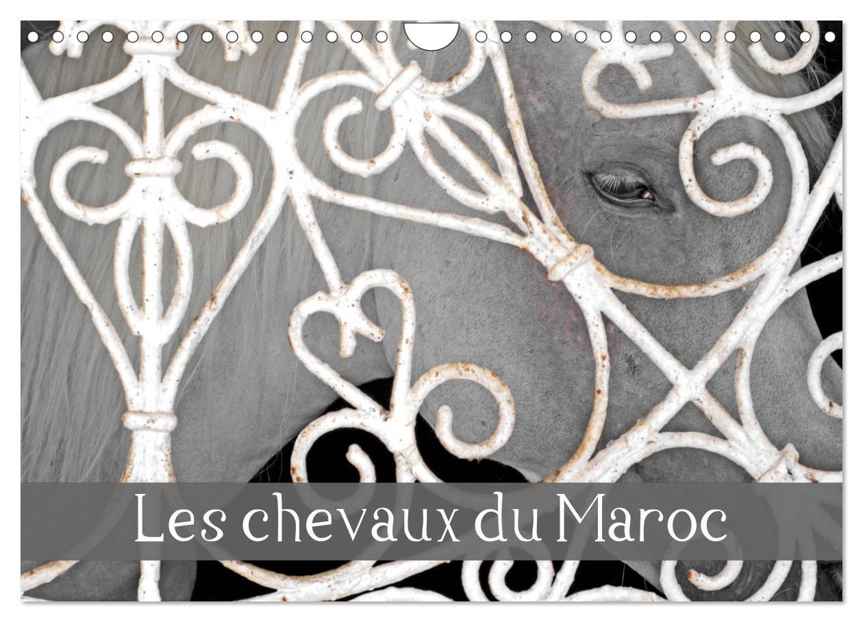 Les chevaux du Maroc (Calendrier mural 2026 DIN A4 vertical), CALVENDO calendrier mensuel