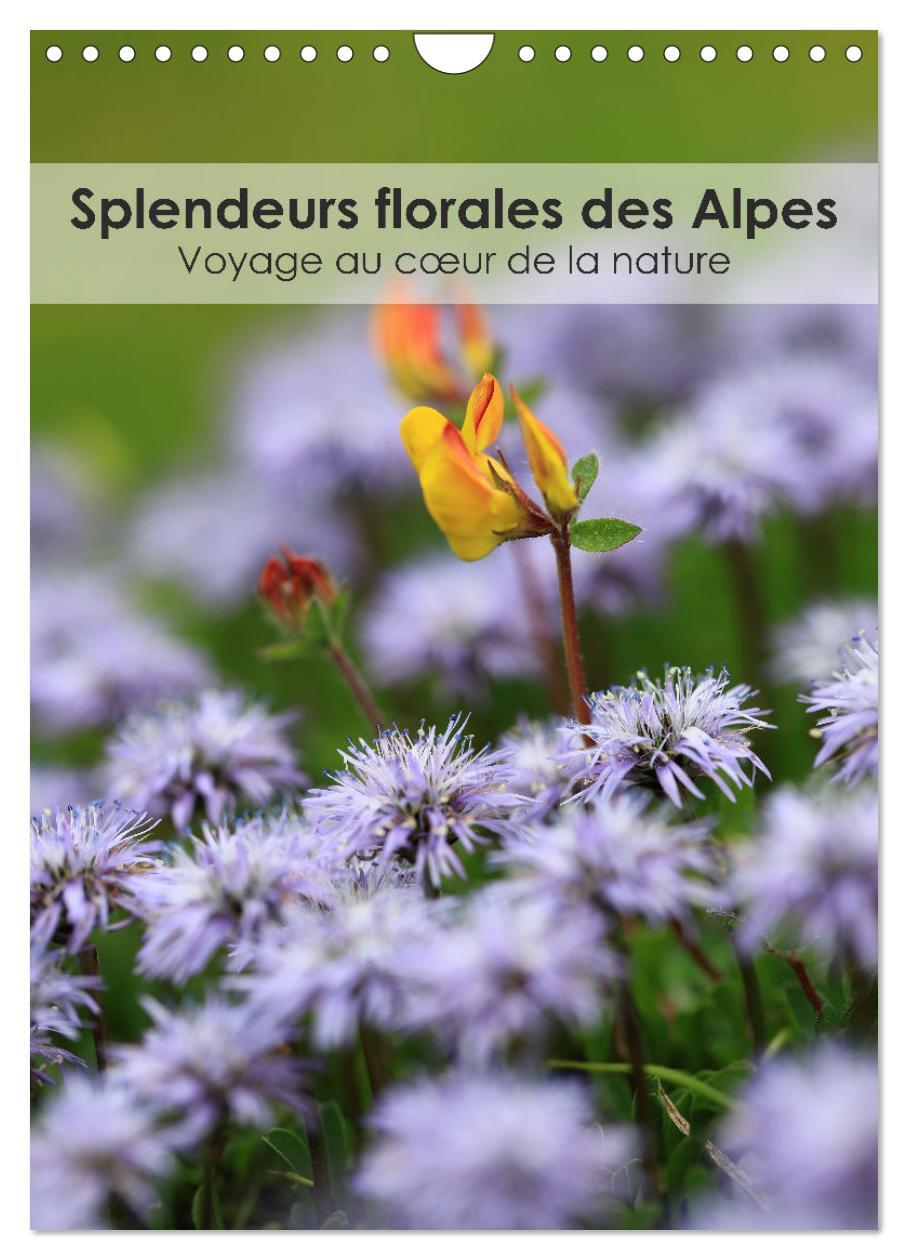 Splendeurs florales des Alpes - Voyage au coeur de la nature (Calendrier mural 2026 DIN A4 horizontal), CALVENDO calendrier mensuel