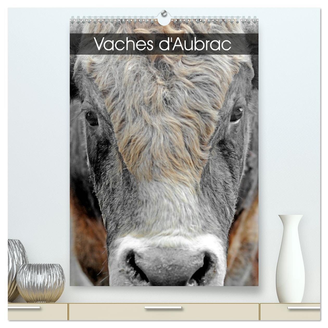 Vaches d'Aubrac  (Calendrier mural 2026 DIN A2 horizontal) calendrier de bureau