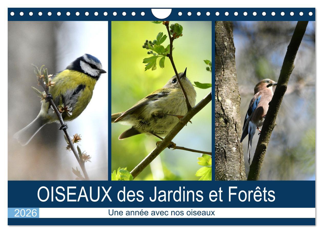 OISEAUX des Jardins et Forêts (Calendrier mural 2026 DIN A4 vertical), CALVENDO calendrier mensuel