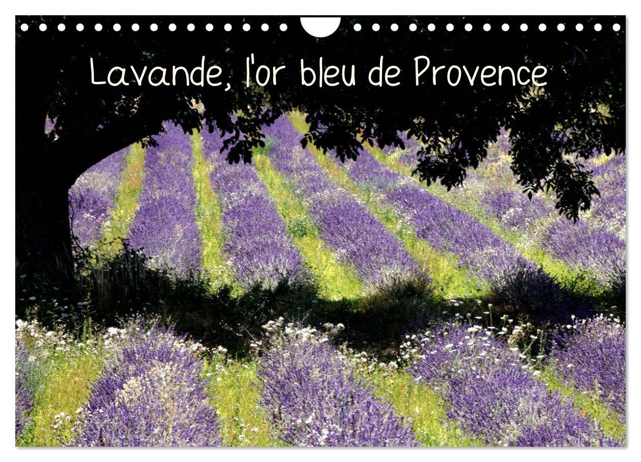 Lavande, l'or bleu de Provence (Calendrier mural 2026 DIN A4 vertical), CALVENDO calendrier mensuel
