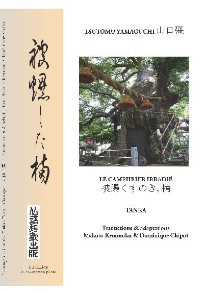 Le camphrier irradié