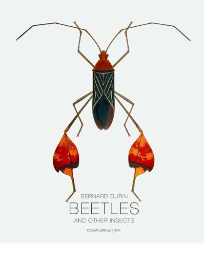 Bernard Durin Beetles and Other Insects /anglais