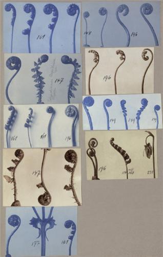 Karl Blossfeldt Collages (VOIR ISBN 9783829605687) /anglais