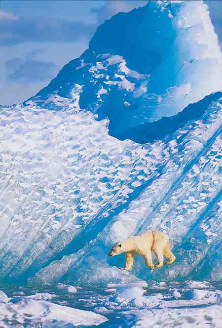 WILDLIFE PHOTOGRAPHER OF THE YEAR