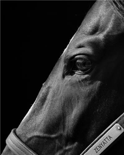 Neil Latham  American Thoroughbred /anglais