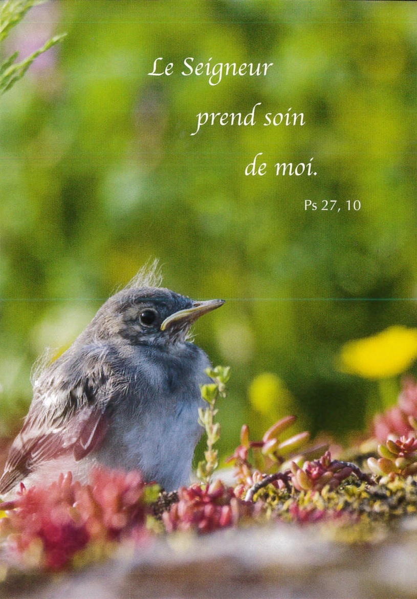 CARTE POSTALE PETIT OISEAU - PAQUET DE 10 CARTES