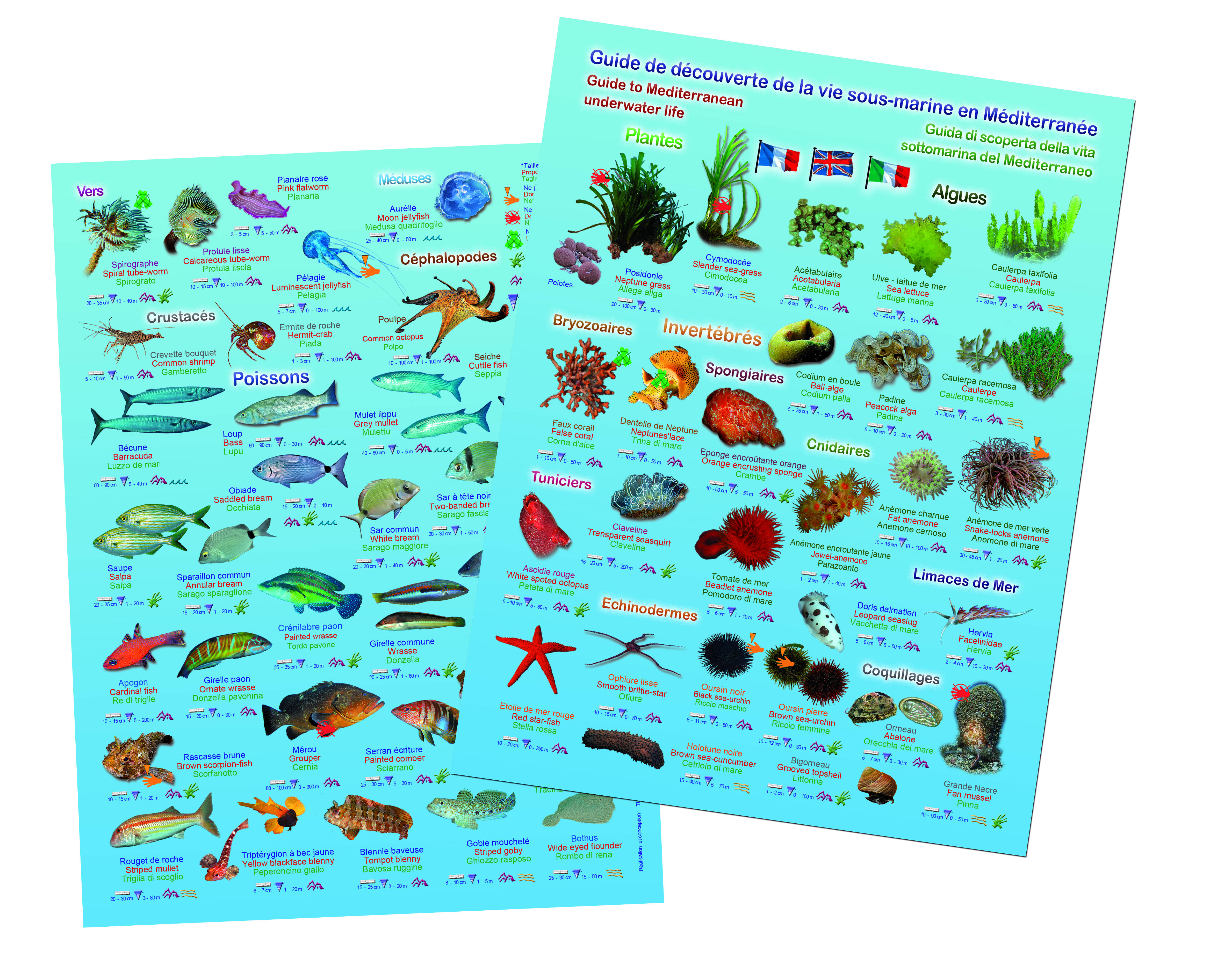 Guide d e découverte de la vie sous-marine en Méditerranée