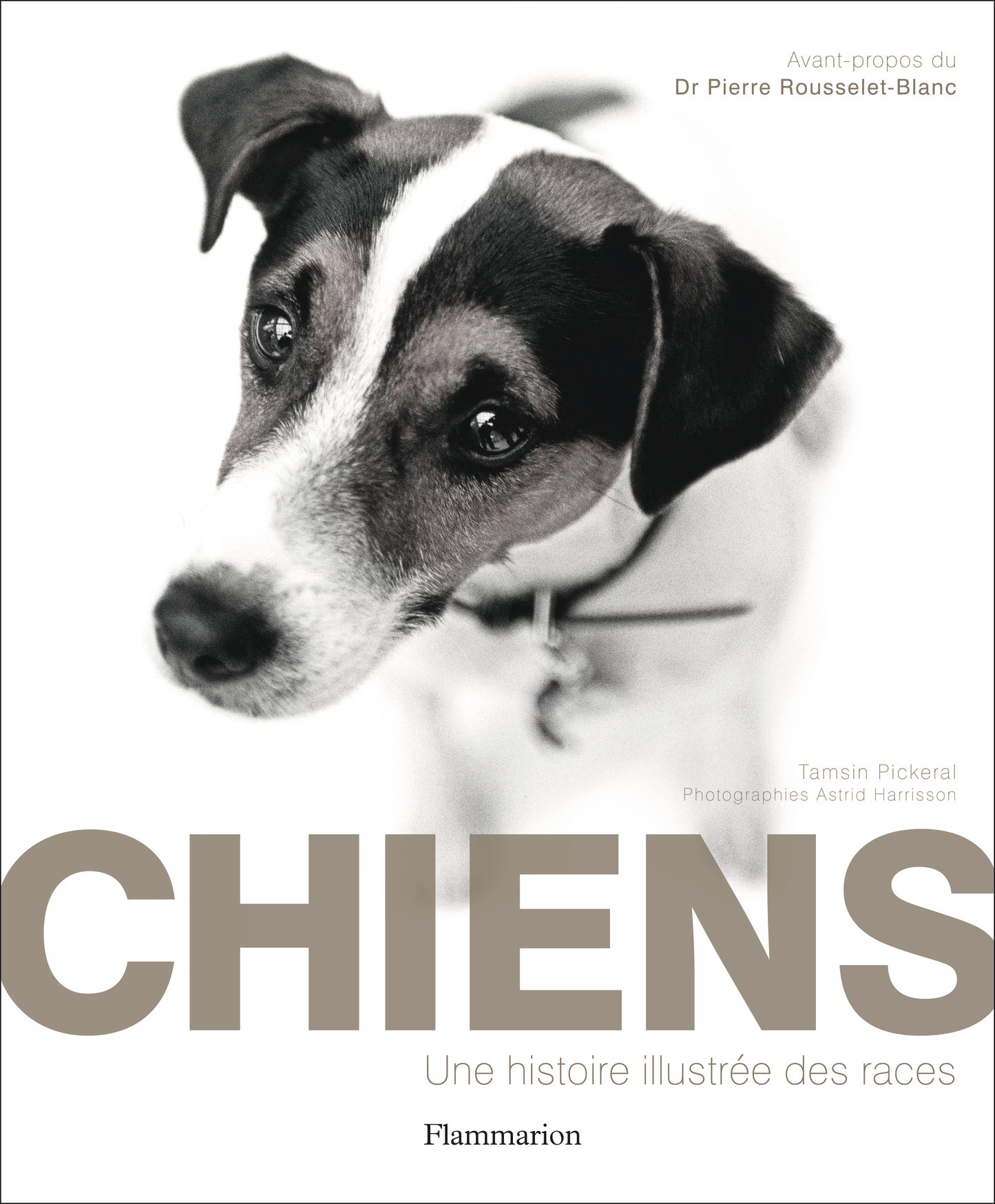 CHIENS RETOUR 11/15 UNE HISTOIRE ILLUSTREE DES RACES