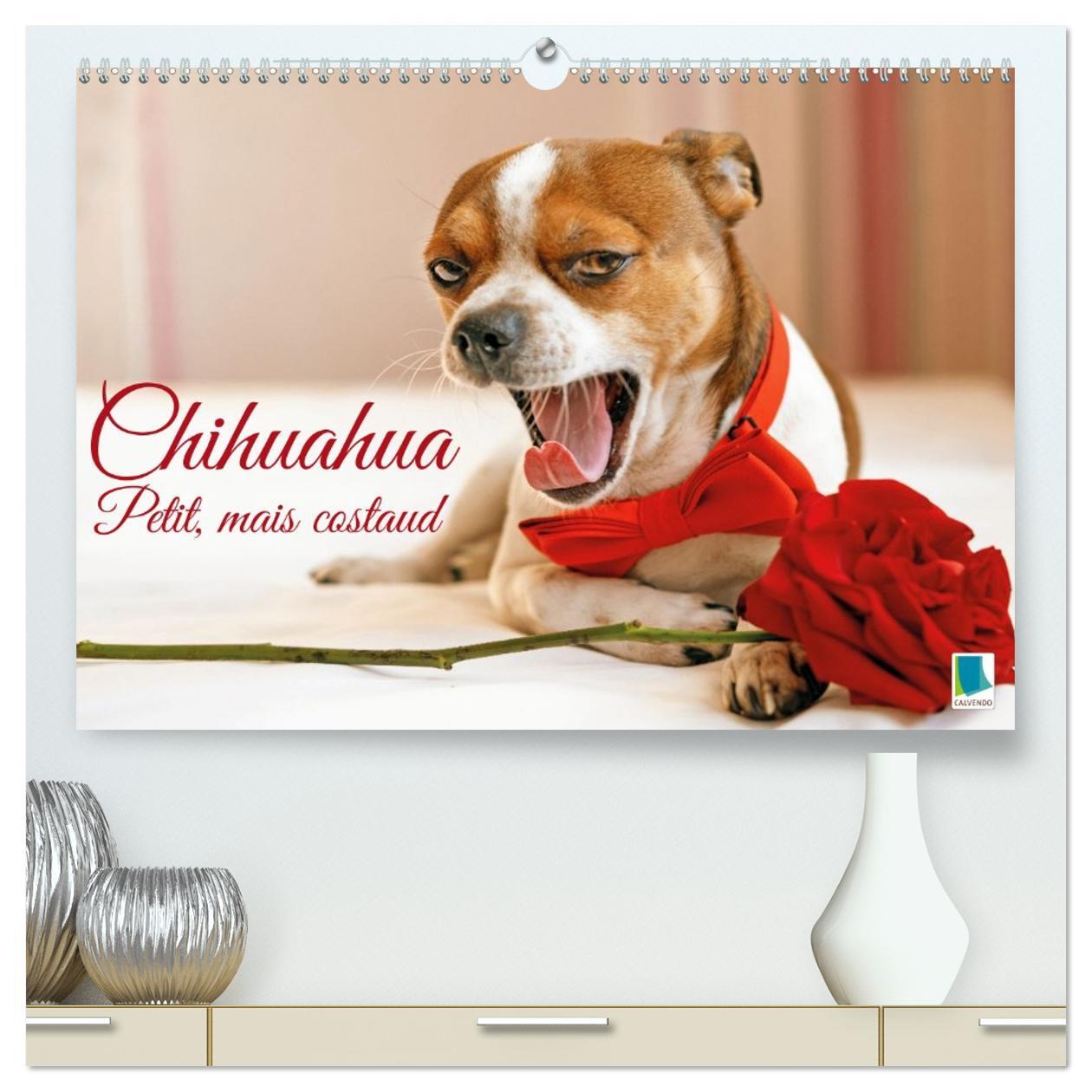Chihuahua : petit, mais costaud  (Calendrier mural 2026 DIN A2 vertical) calendrier de bureau
