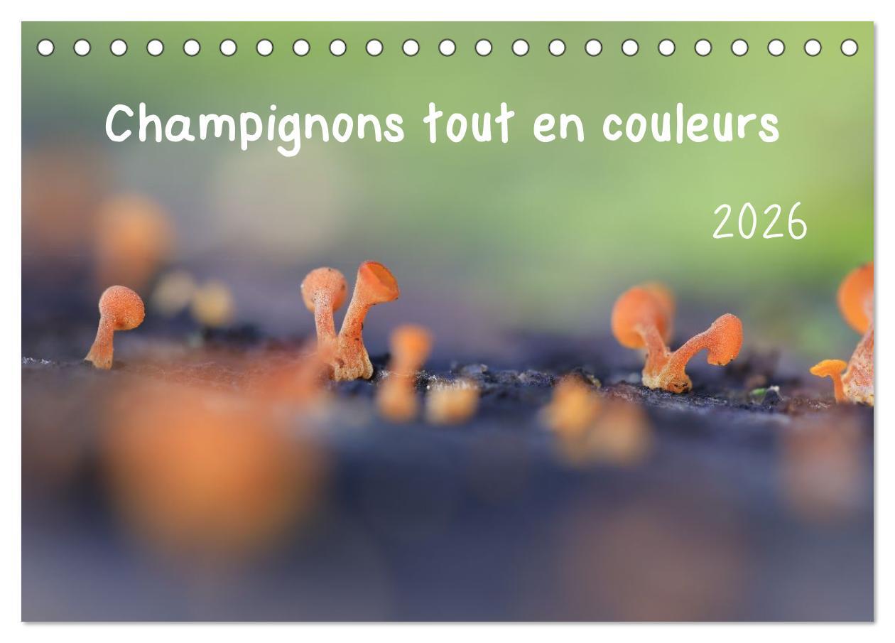 Champignons tout en couleurs (Calendrier de bureau 2026 DIN A5 vertical), CALVENDO calendrier mensuel