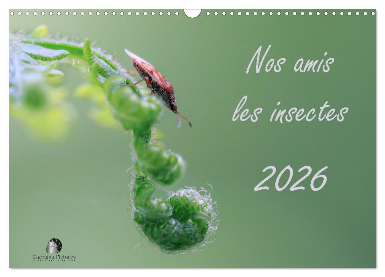 Nos amis les insectes (Calendrier mural 2026 DIN A3 vertical), CALVENDO calendrier mensuel