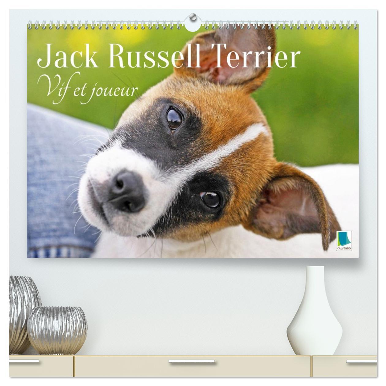 Jack Russell Terrier : vif et joueur  (Calendrier mural 2026 DIN A2 vertical) calendrier de bureau