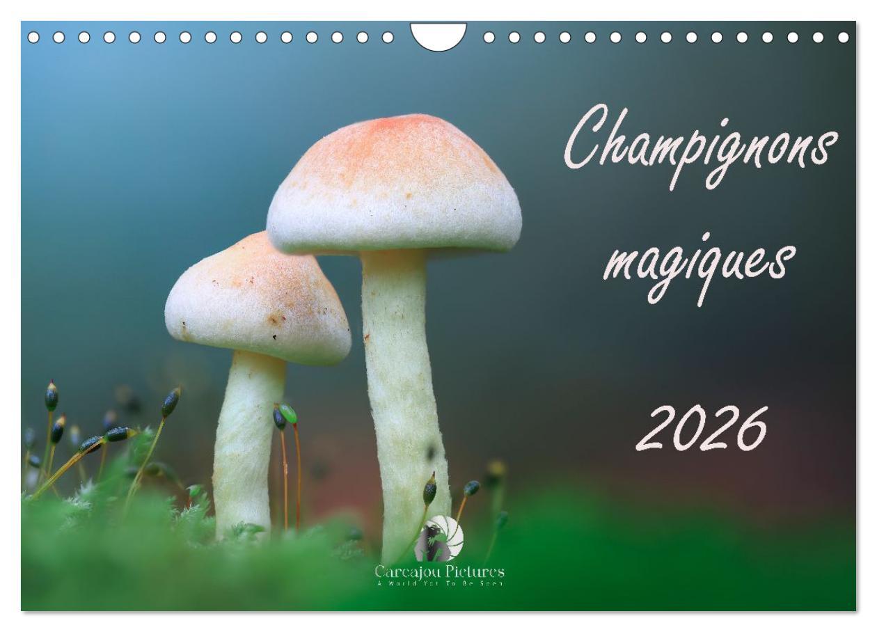 Champignons magiques (Calendrier mural 2026 DIN A4 vertical), CALVENDO calendrier mensuel