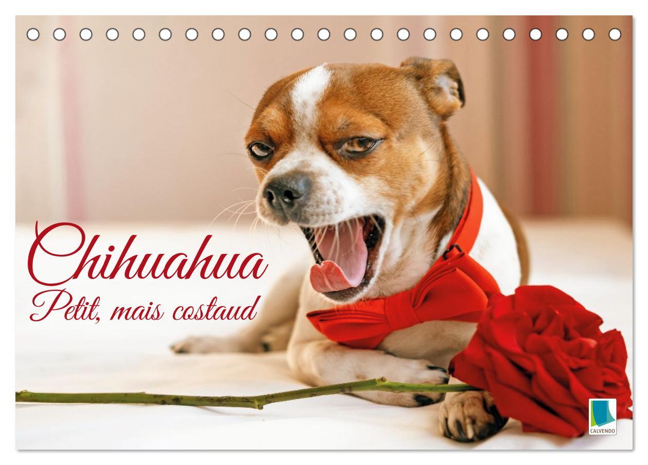 Chihuahua : petit, mais costaud (Calendrier de bureau 2026 DIN A5 vertical), CALVENDO calendrier mensuel