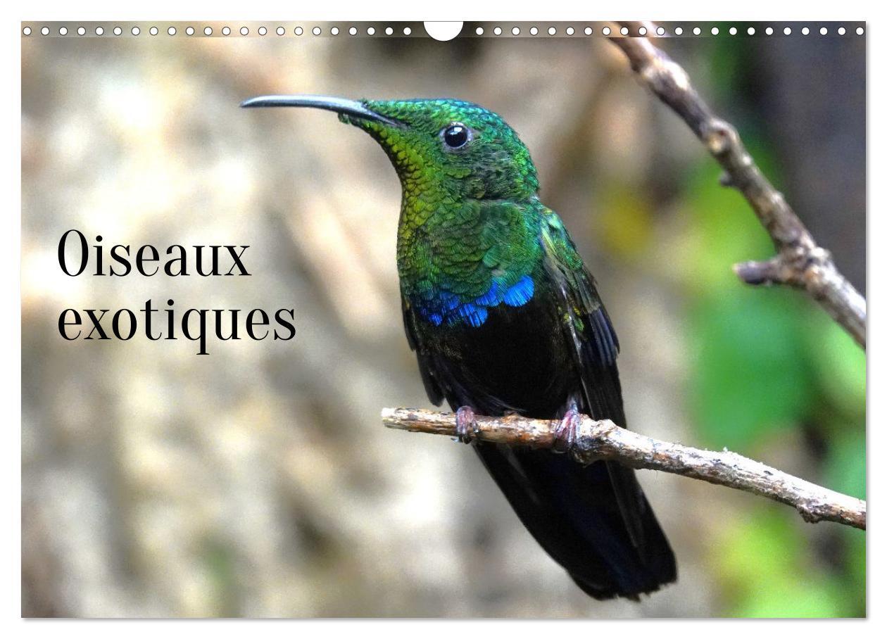 Oiseaux exotiques (Calendrier mural 2026 DIN A3 vertical), CALVENDO calendrier mensuel