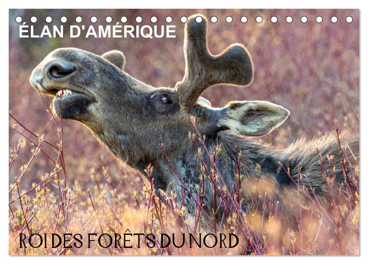 ÉLAN D'AMÉRIQUE - ROI DES FORÊTS DU NORD (Calendrier de bureau 2026 DIN A5 vertical), CALVENDO calendrier mensuel