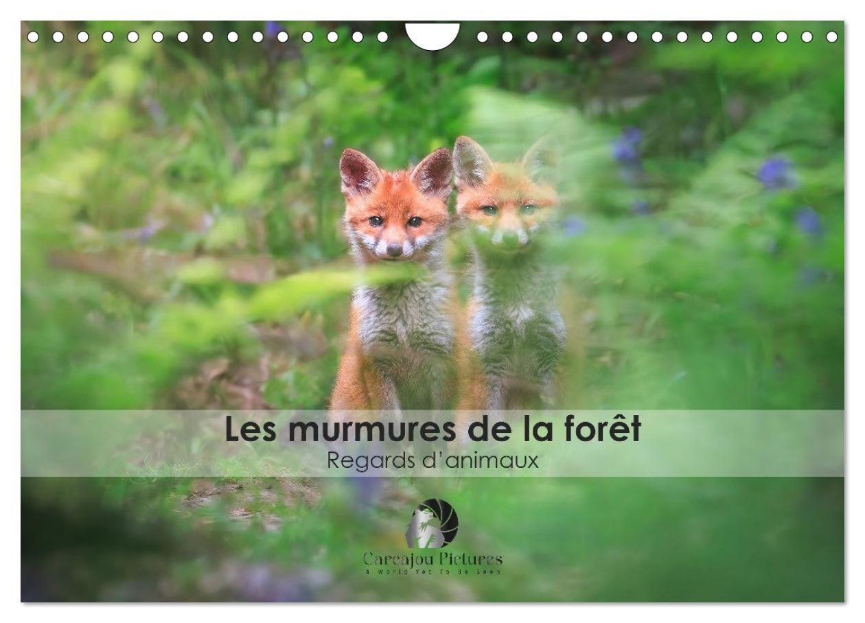 Les murmures de la forêt - Regards d'animaux (Calendrier mural 2026 DIN A4 vertical), CALVENDO calendrier mensuel