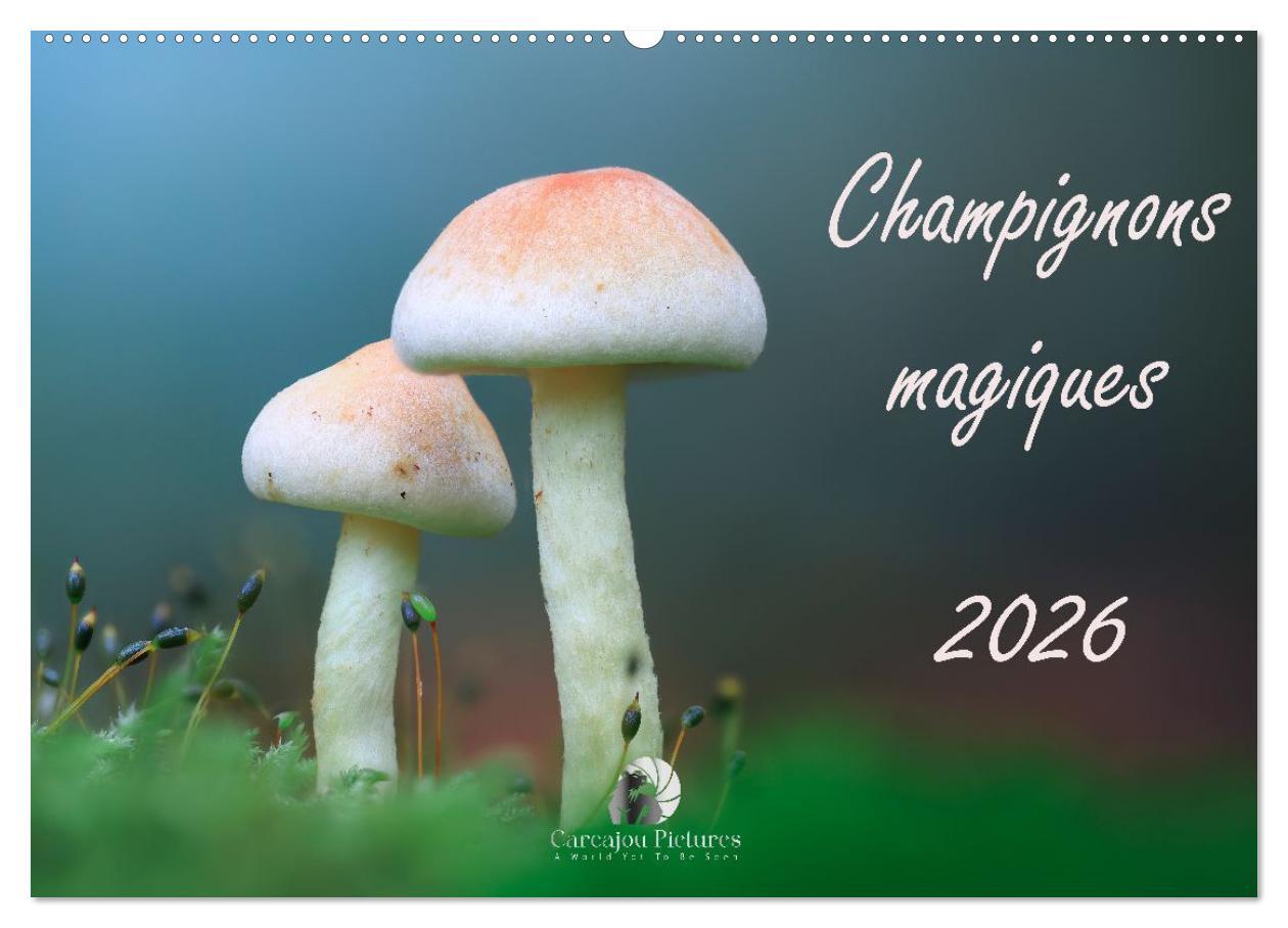Champignons magiques (Calendrier mural 2026 DIN A2 vertical), CALVENDO calendrier mensuel