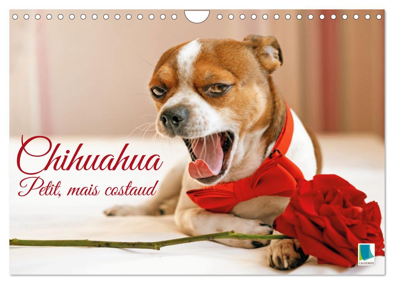 Chihuahua : petit, mais costaud (Calendrier mural 2026 DIN A4 vertical), CALVENDO calendrier mensuel
