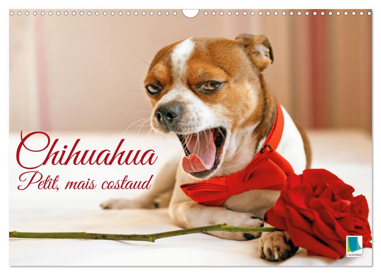 Chihuahua : petit, mais costaud (Calendrier mural 2026 DIN A3 vertical), CALVENDO calendrier mensuel