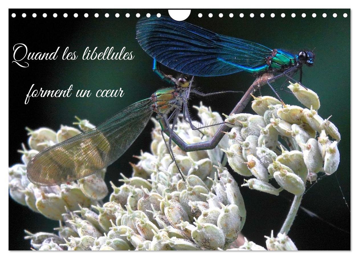 Quand les libellules forment un coeur (Calendrier mural 2026 DIN A4 vertical), CALVENDO calendrier mensuel