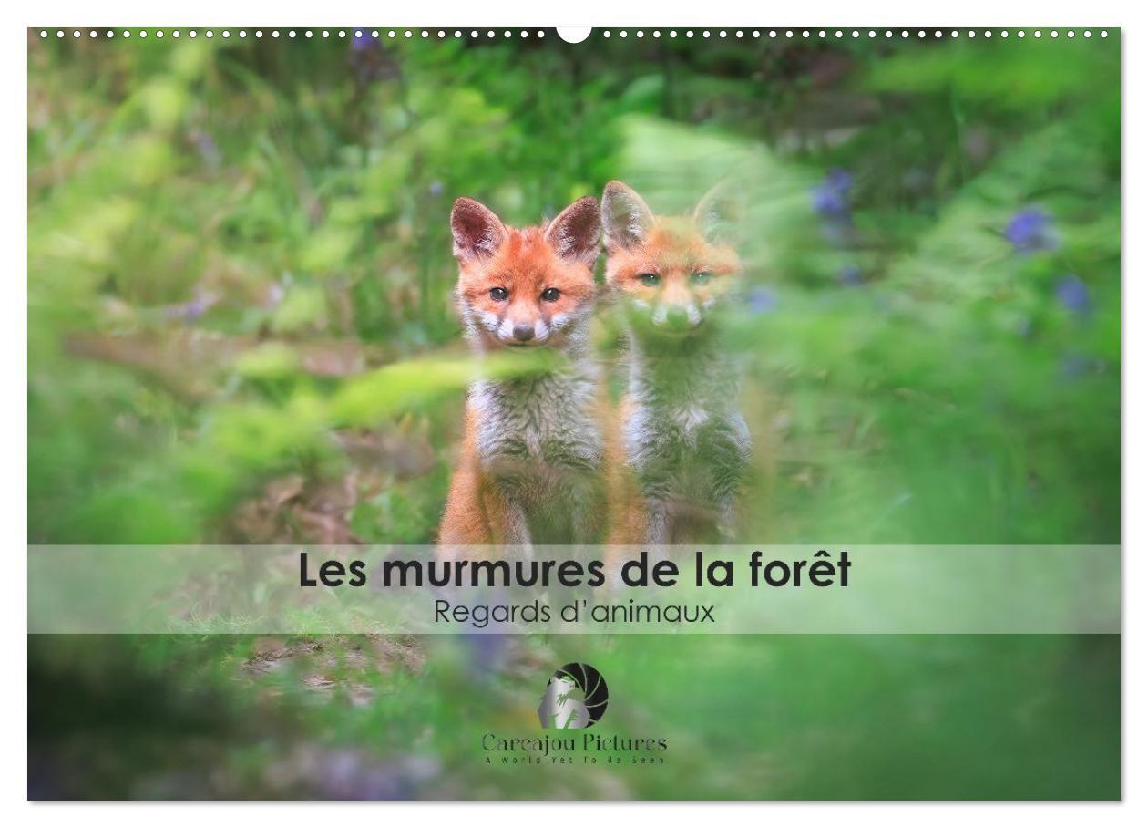 Les murmures de la forêt - Regards d'animaux (Calendrier mural 2026 DIN A2 vertical), CALVENDO calendrier mensuel