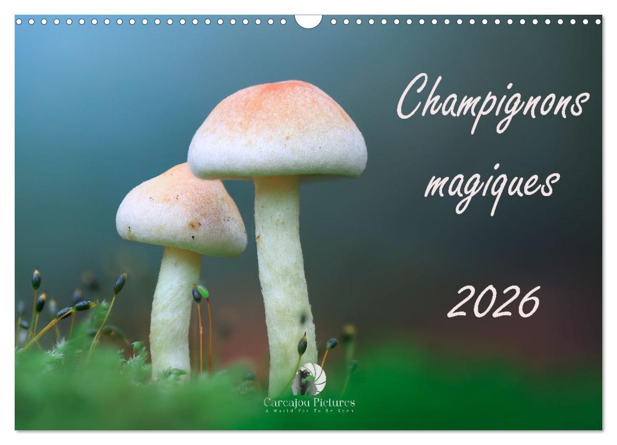 Champignons magiques (Calendrier mural 2026 DIN A3 vertical), CALVENDO calendrier mensuel