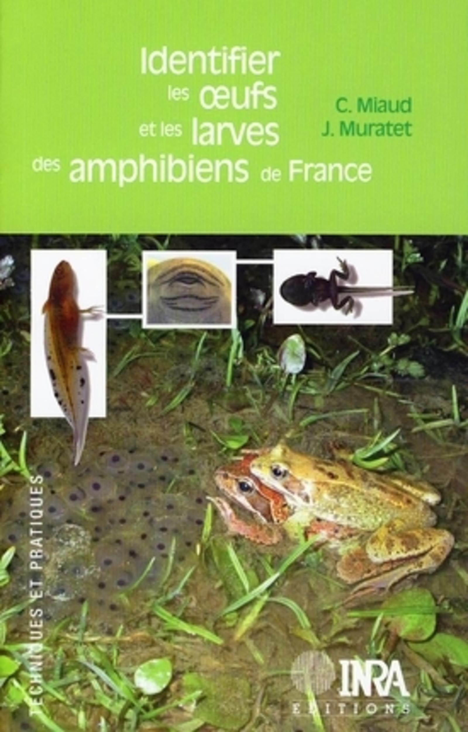 IDENTIFIER LES OEUFS ET LES LARVES DES AMPHIBIENS DE FRANCE