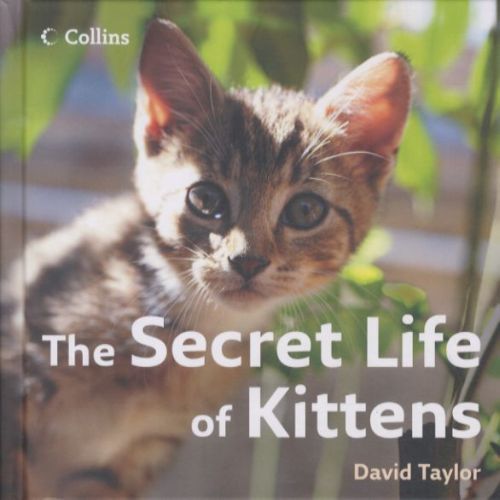 THE SECRET LIFE OF KITTENS