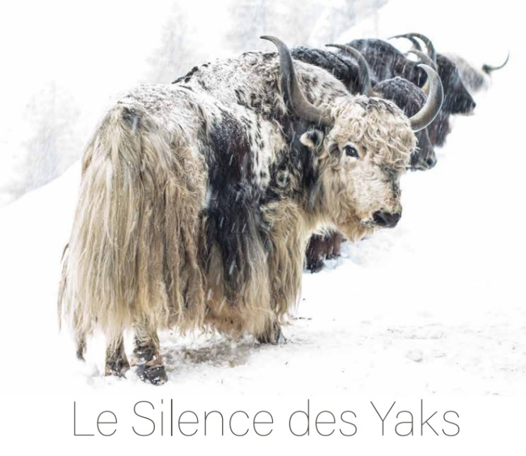 LE SILENCE DES YAKS