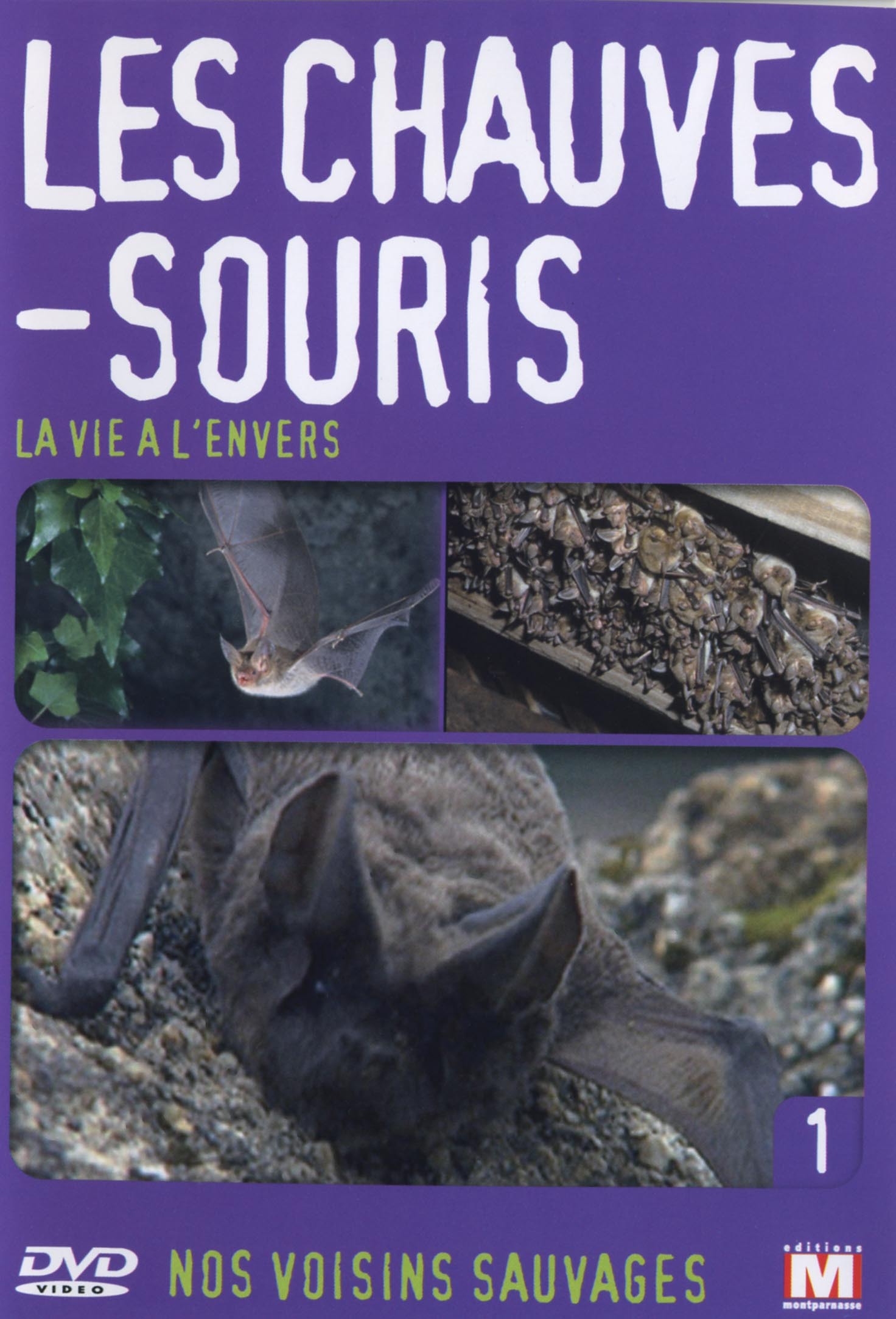 LES CHAUVES-SOURIS - DVD  LA VIE A L'ENVERS