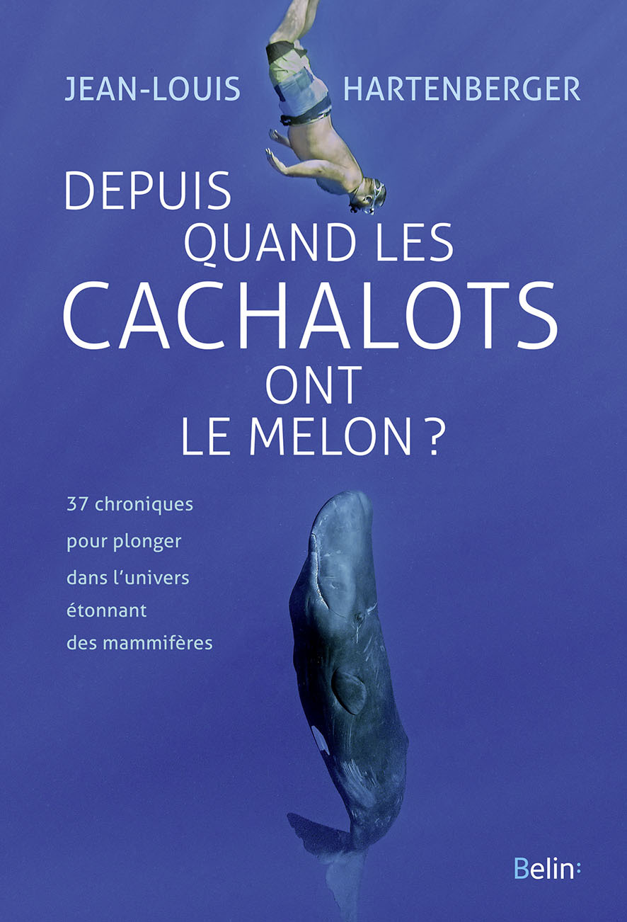 Depuis quand les cachalots ont le melon ?