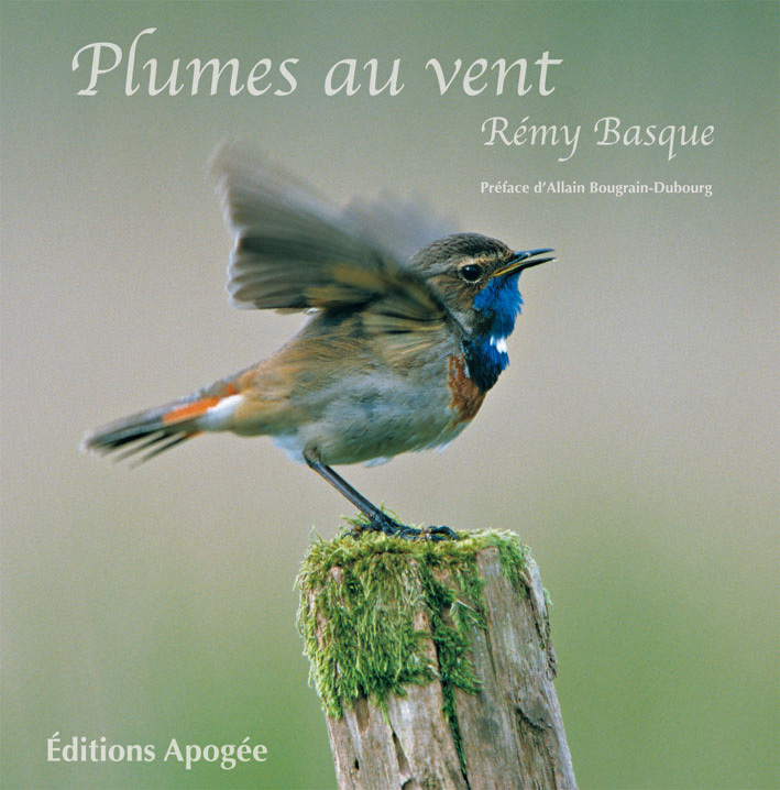 Plumes au vent