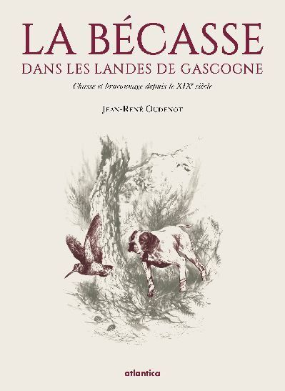La bécasse dans les Landes de Gascogne - chasse et braconnage depuis le XIXe siècle