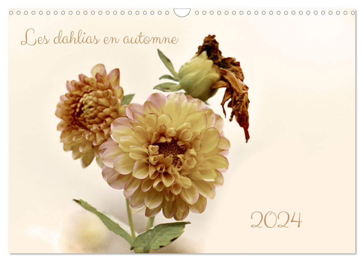 Les dahlias en automne (Calendrier mural 2024 DIN A3 vertical), CALVENDO calendrier mensuel