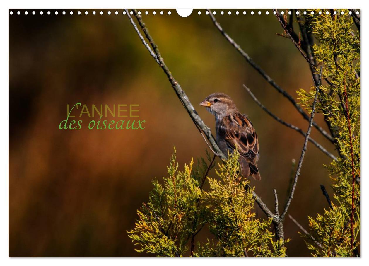 L'année des oiseaux (Calendrier mural 2024 DIN A3 vertical), CALVENDO calendrier mensuel