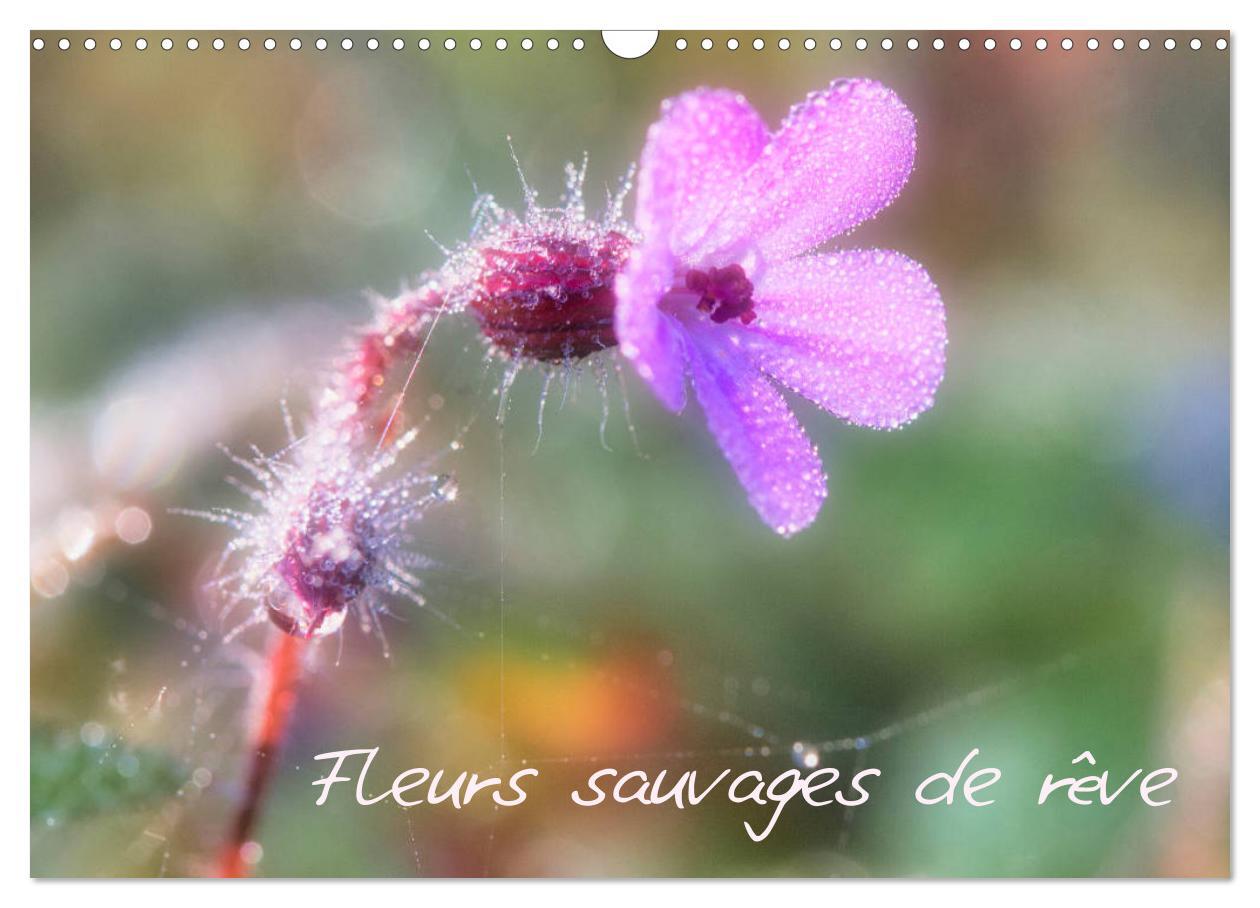 Fleurs sauvages de rêve (Calendrier mural 2024 DIN A3 vertical), CALVENDO calendrier mensuel