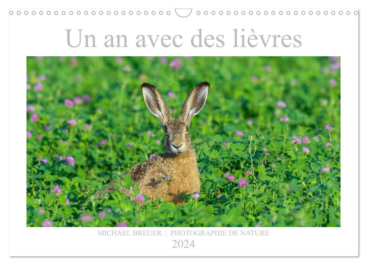 Un an avec des lièvres (Calendrier mural 2024 DIN A3 vertical), CALVENDO calendrier mensuel
