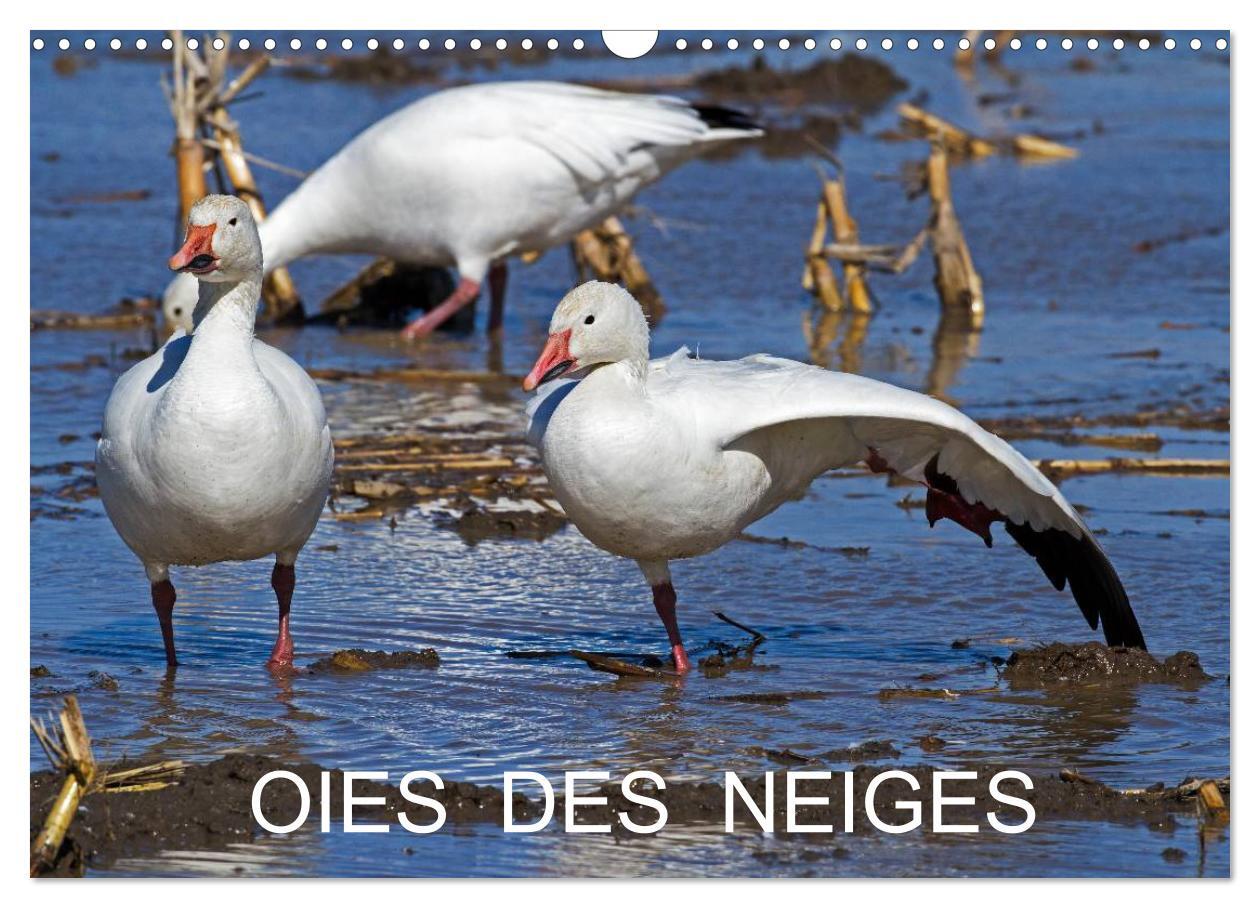 OIES DES NEIGES (Calendrier mural 2024 DIN A3 vertical), CALVENDO calendrier mensuel
