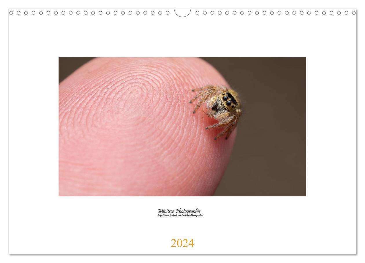 Araignées sauteuses (Calendrier mural 2024 DIN A3 vertical), CALVENDO calendrier mensuel