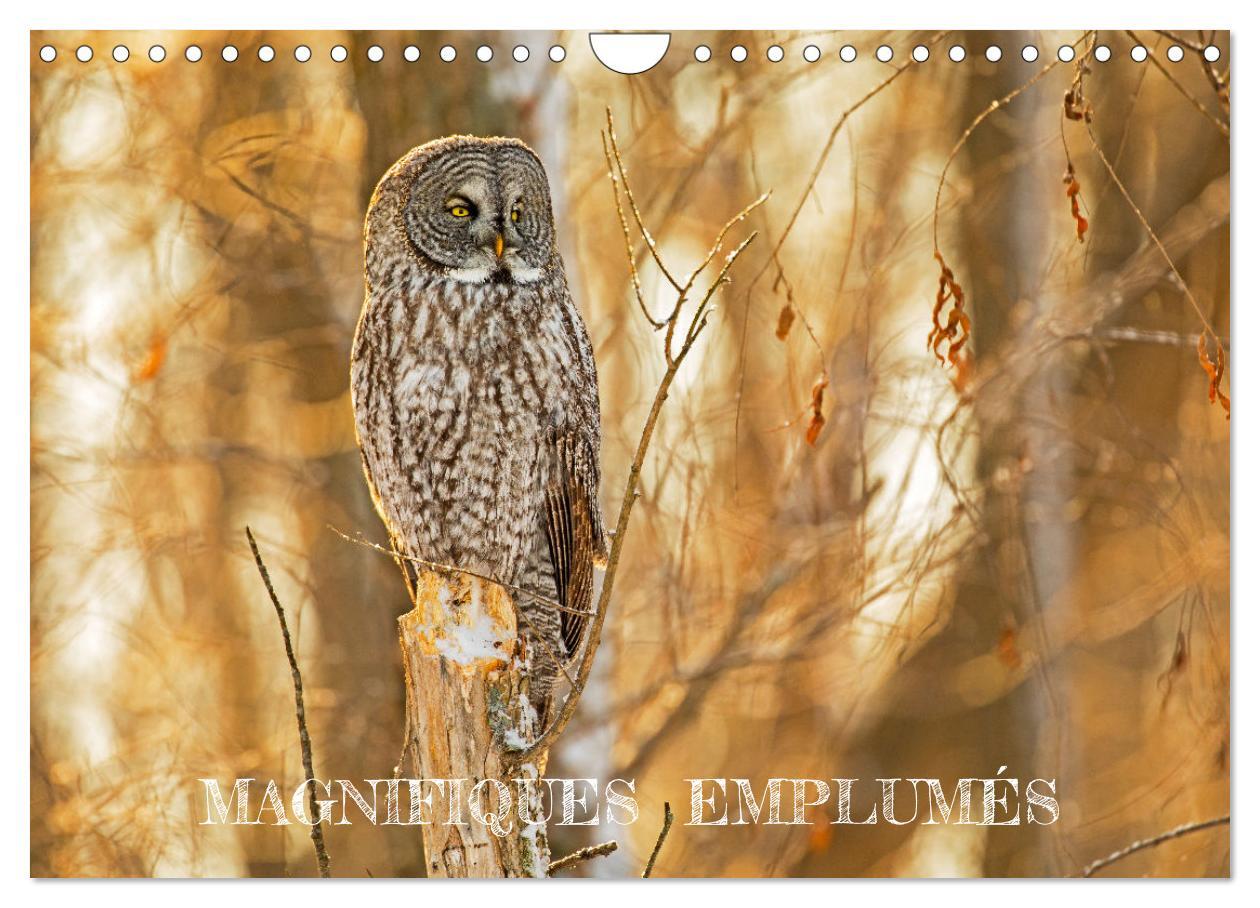 Magnifiques Emplumés (Calendrier mural 2024 DIN A4 vertical), CALVENDO calendrier mensuel