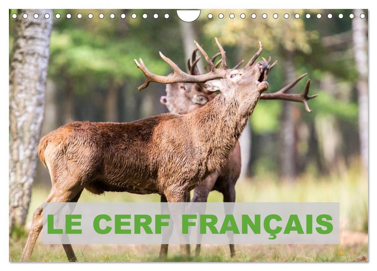 Le Cerf Français (Calendrier mural 2024 DIN A4 vertical), CALVENDO calendrier mensuel